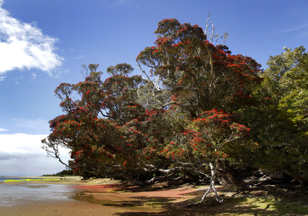 30.12 papatowai doc campground