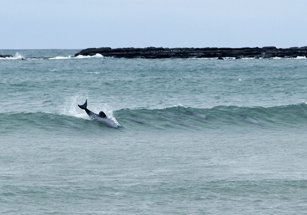 31.12porpoise bay hector delphins