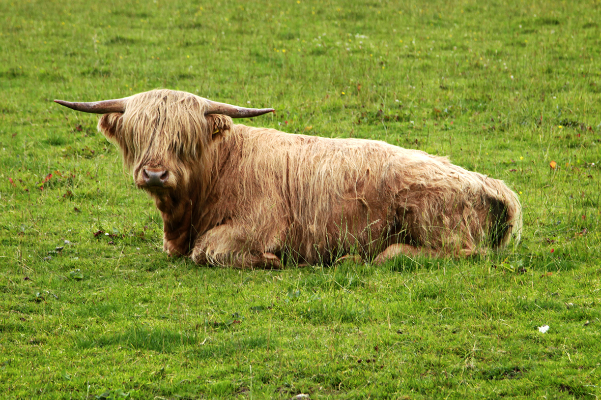 Highland Cattle